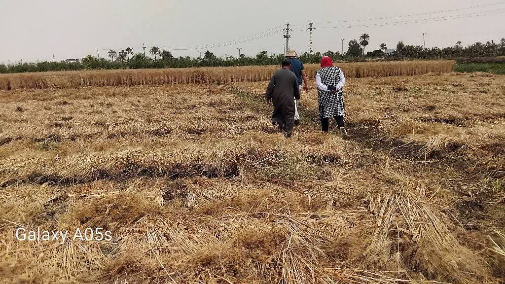 زراعة المنيا زراعة المنيا