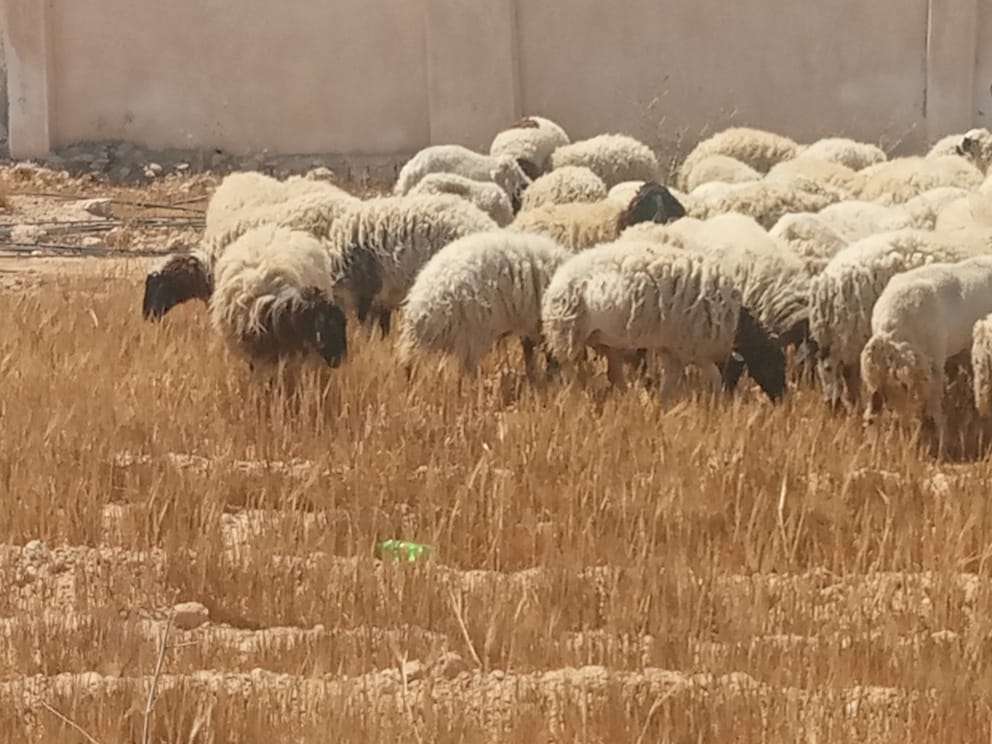 مركز بحوث الصحراء (9)