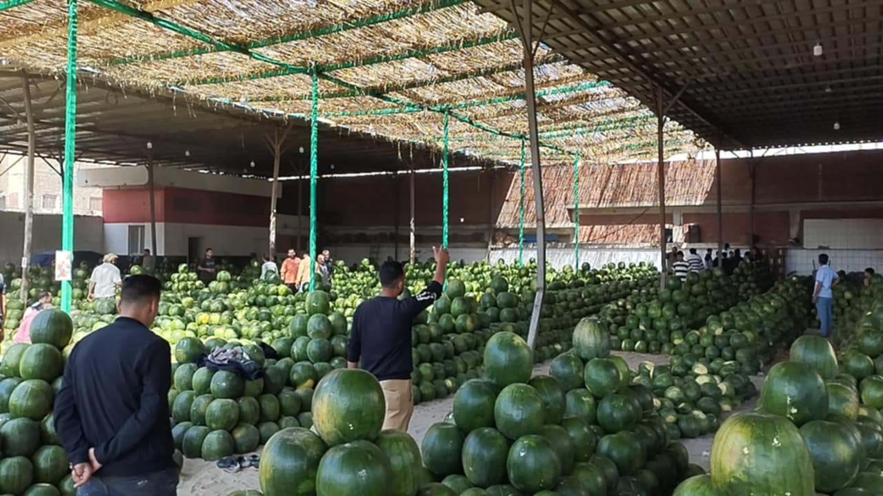 اكبر شادر لمزاد بيع البطيخ في الإسكندرية اكبر شادر لمزاد بيع البطيخ في الإسكندرية
