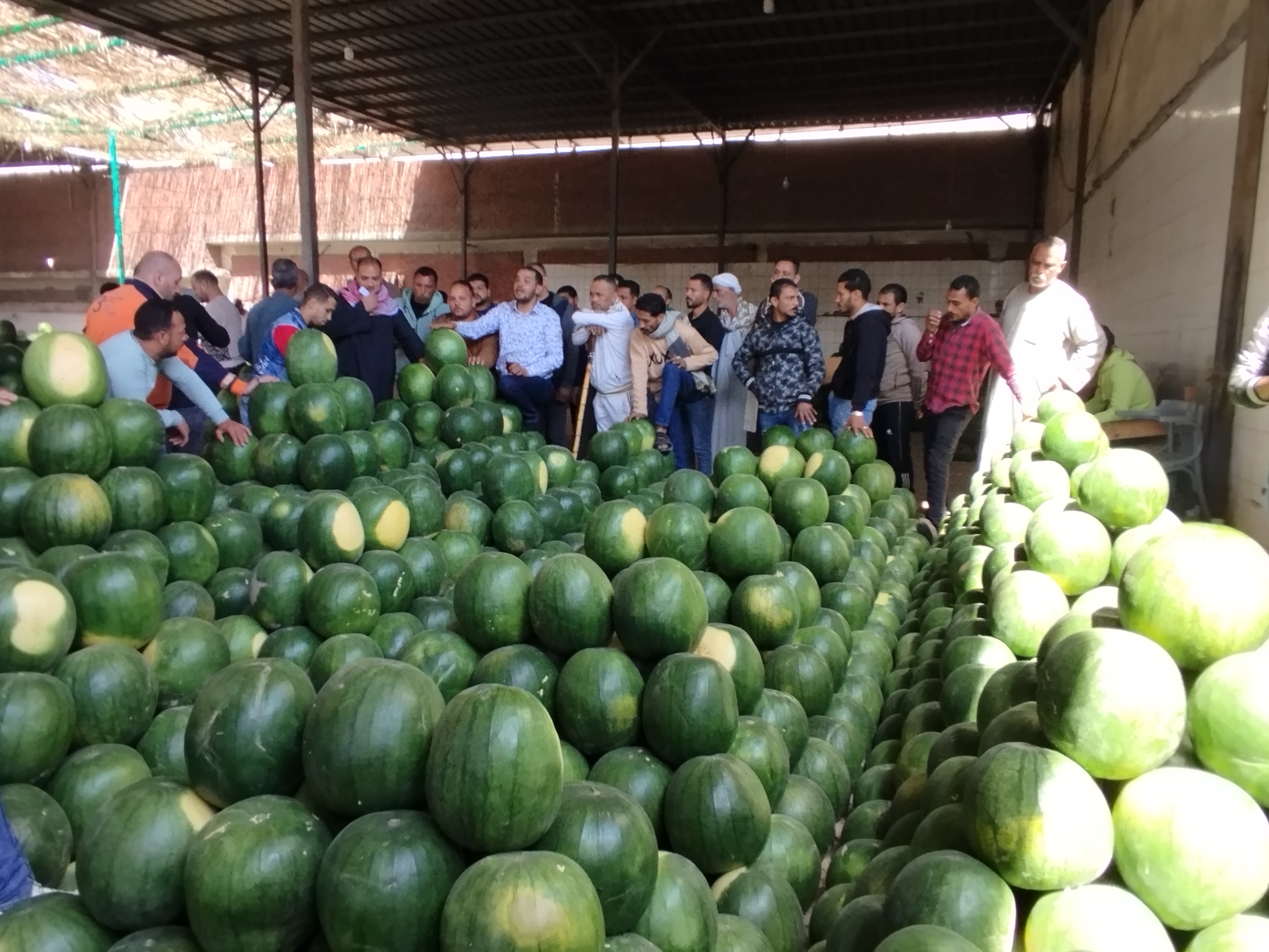 اكبر مزاد لبيع البطيخ في الإسكندرية اكبر مزاد لبيع البطيخ في الإسكندرية