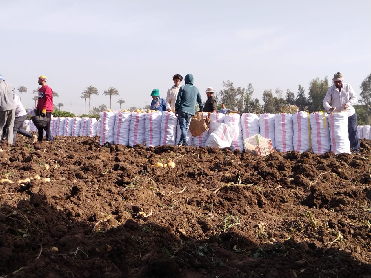 جانب من عملية التعبئة جانب من عملية التعبئة