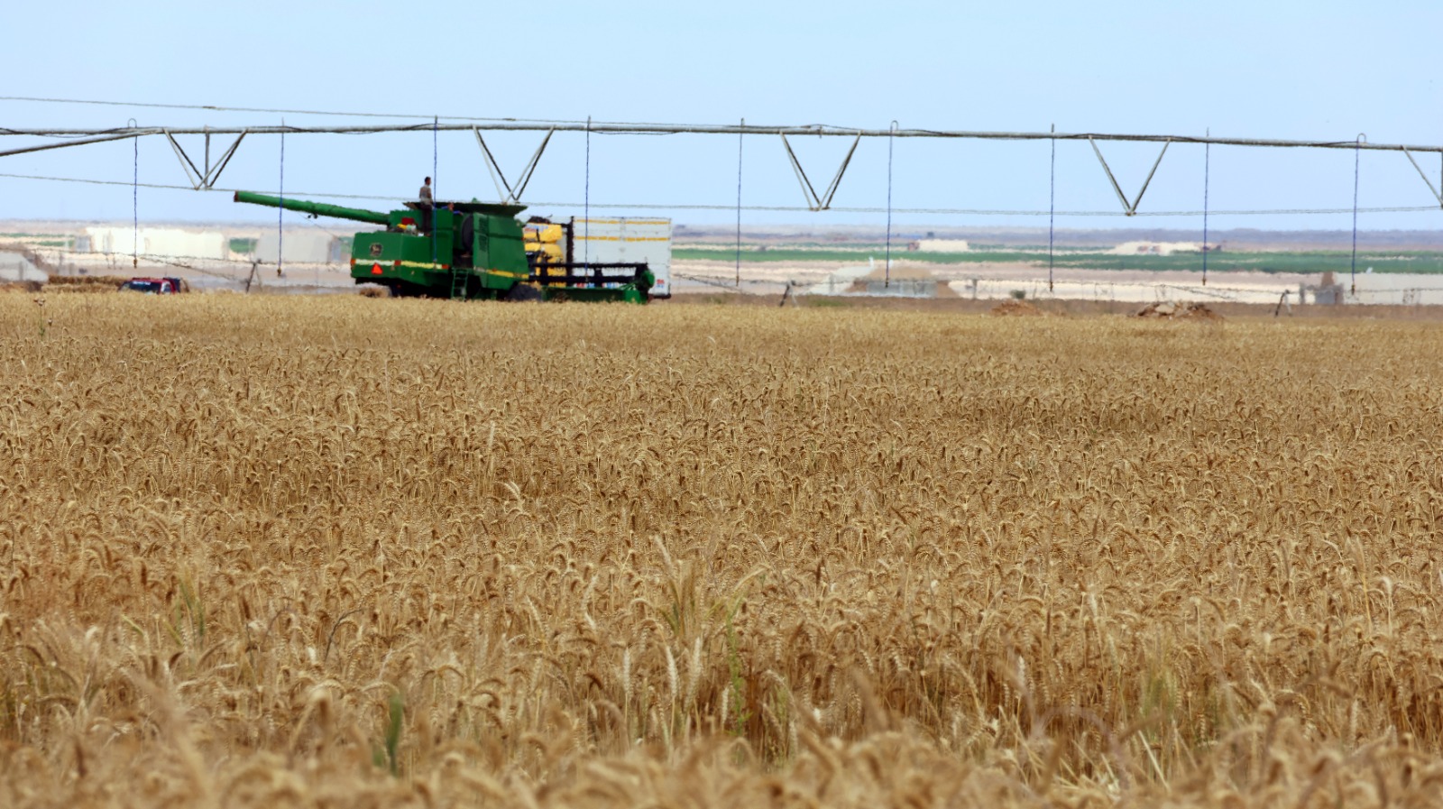 جانب من الحصاد