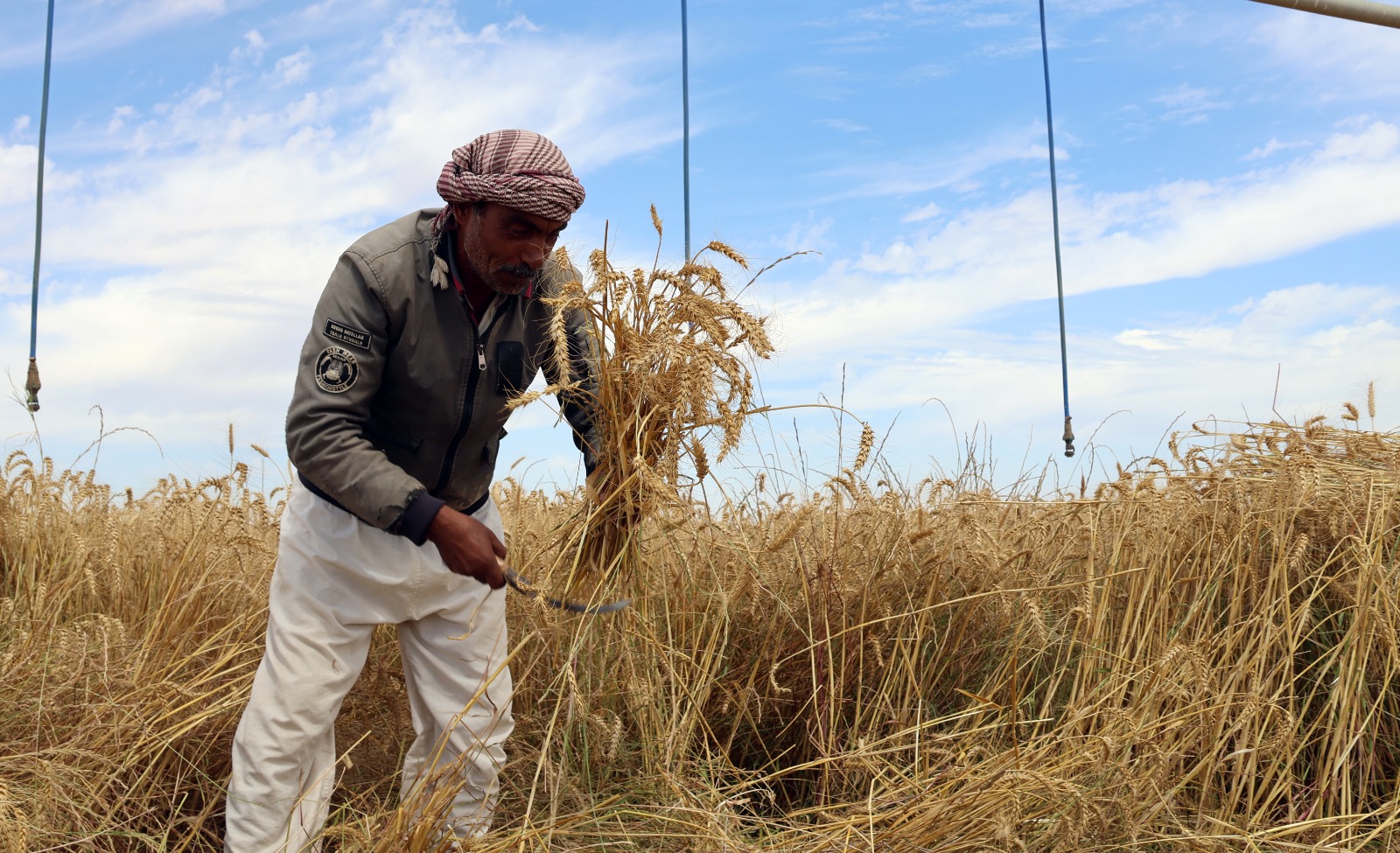 سنابل القمح_1