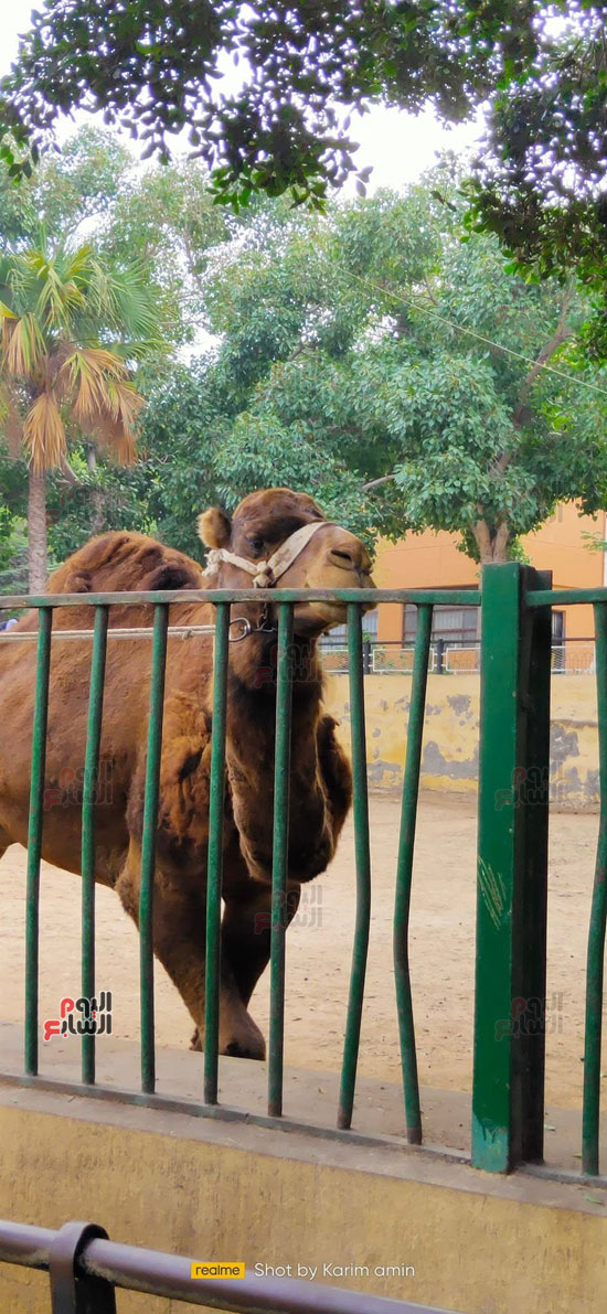 حديقة الحيوان بالإسكندرية حديقة الحيوان بالإسكندرية