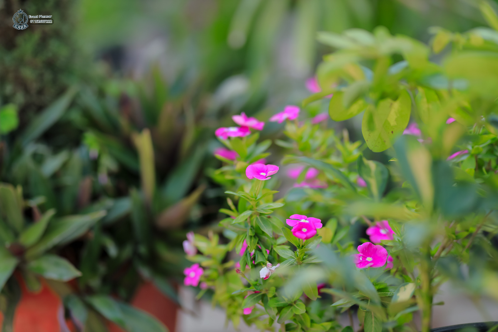 الزهور بالمعرض 2