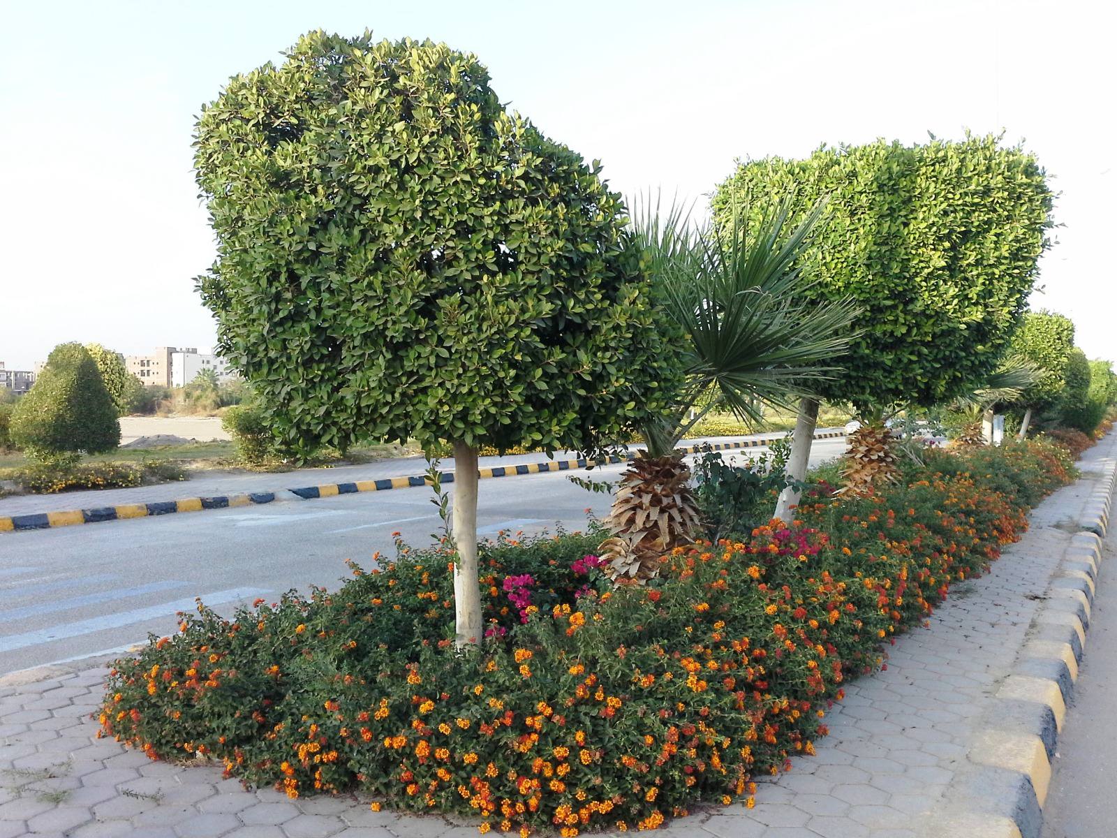 تنظيم كبير للزراعات والمساحات الخضراء داخل مدينة طيبة