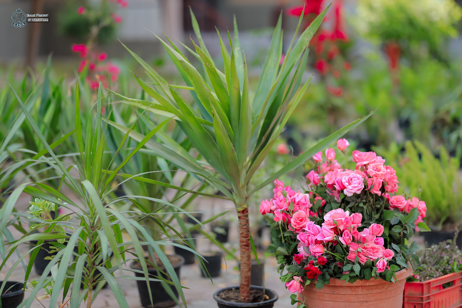 نباتات الزينة