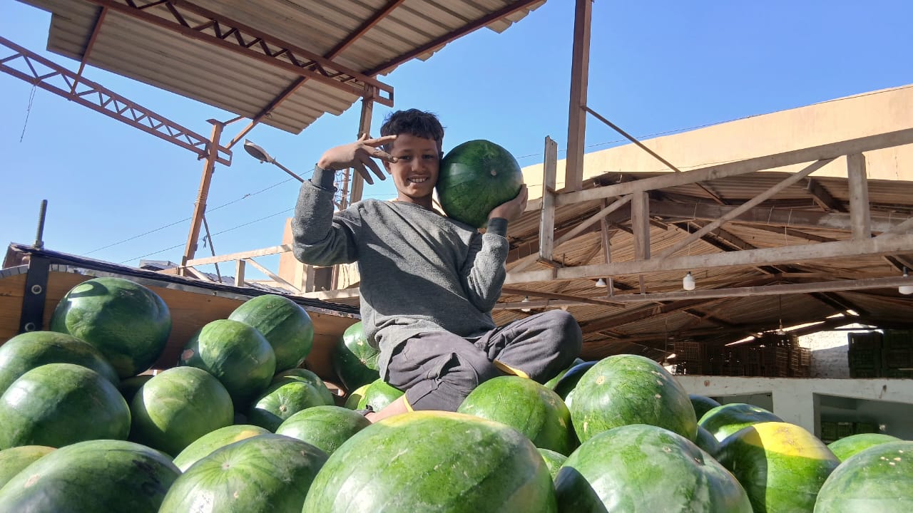 بطيخ بشادر مدينة قنا 