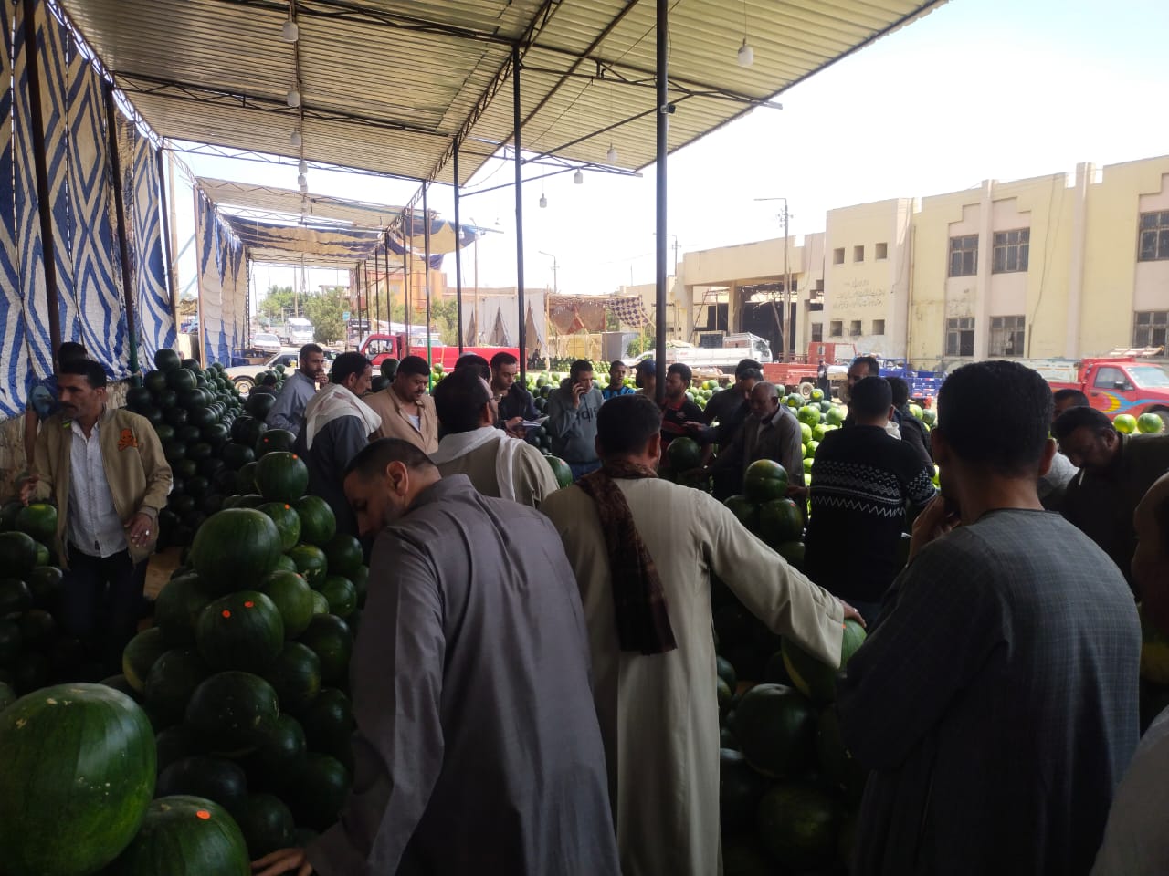 تجار البطيخ تجار البطيخ