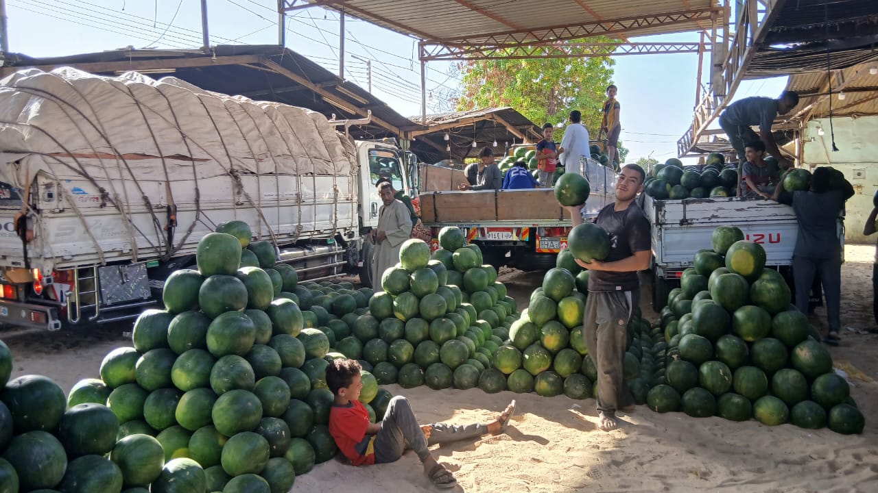 مزاد البطيخ بشادر قنا
