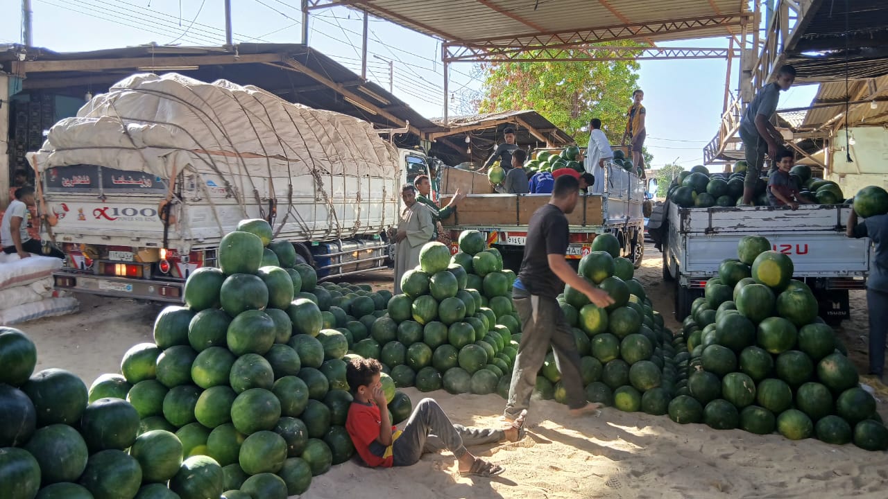 بيع البطيخ بشادر قنا