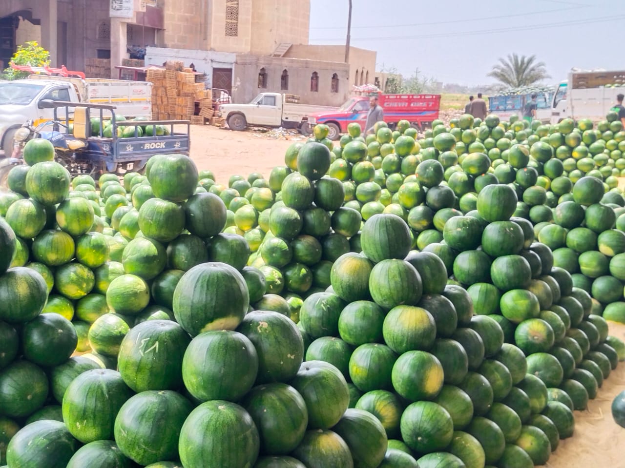 جمال البطيخ_1 جمال البطيخ_1