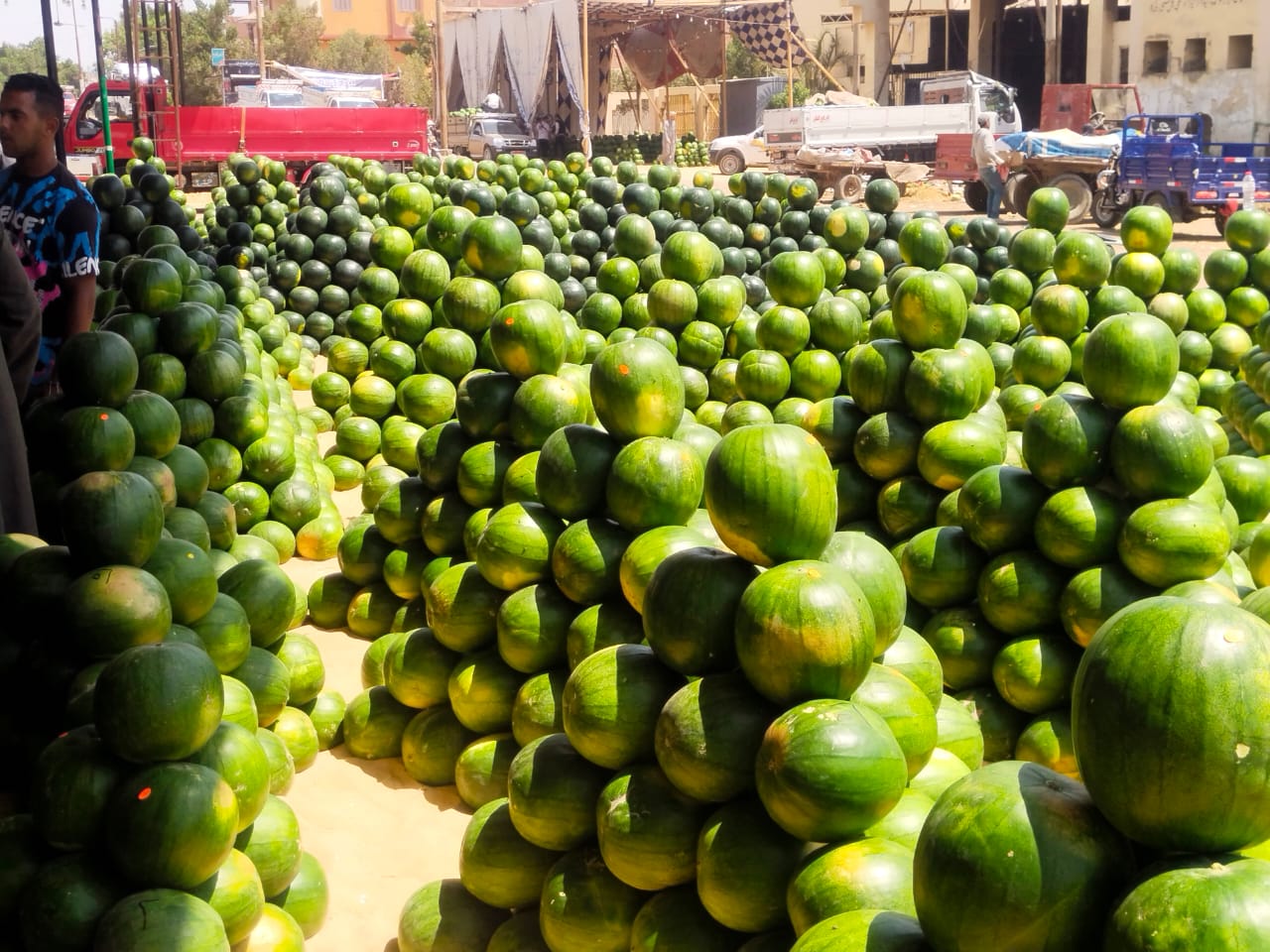 البطيح في بنها البطيح في بنها