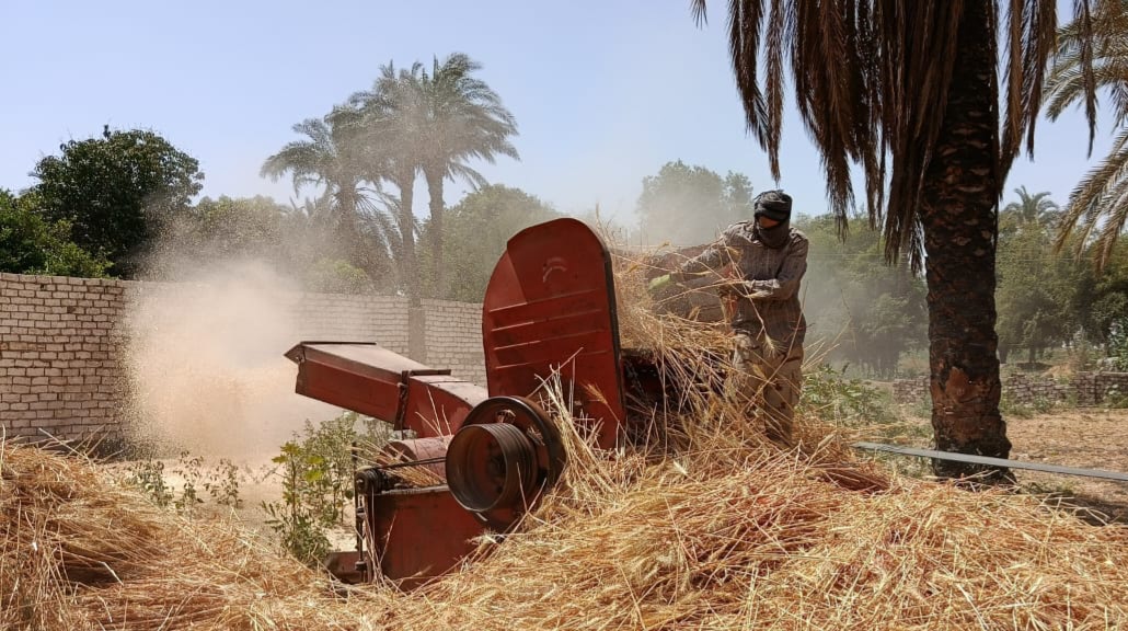 عمال على آلة استخراج القمح من السنابل