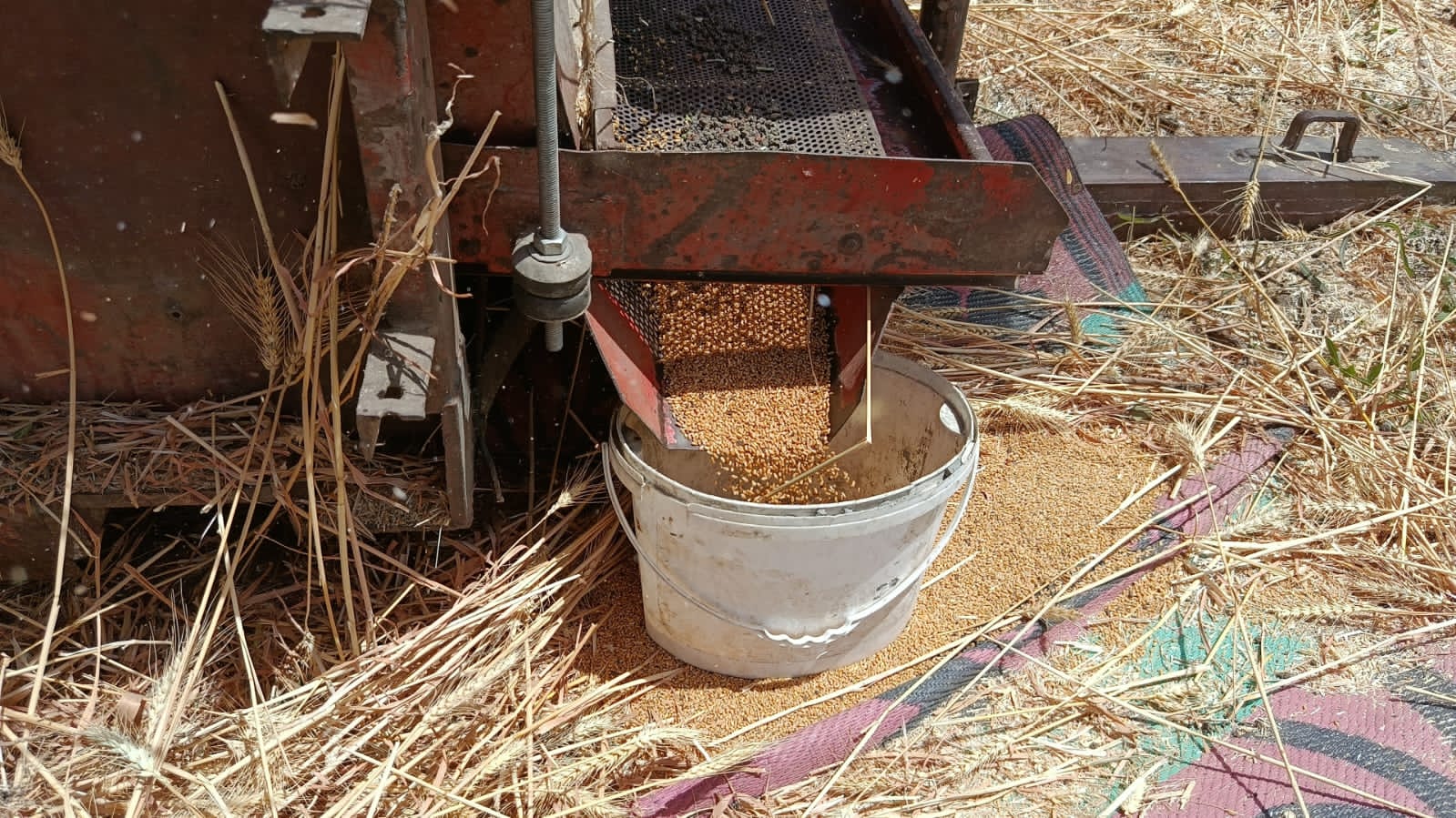 غلال القمح بعد تنقيته