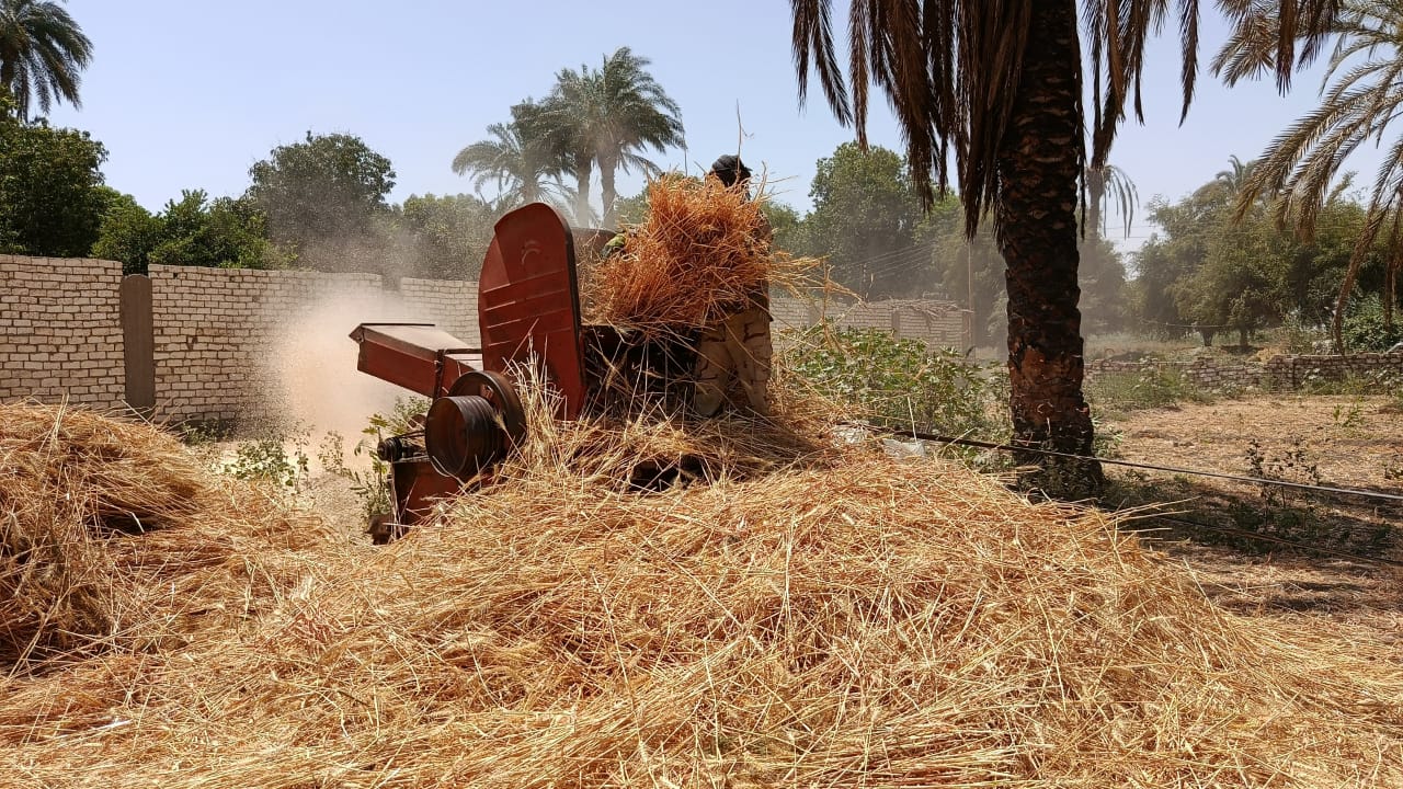 عملية حصاد ودرس القمح 