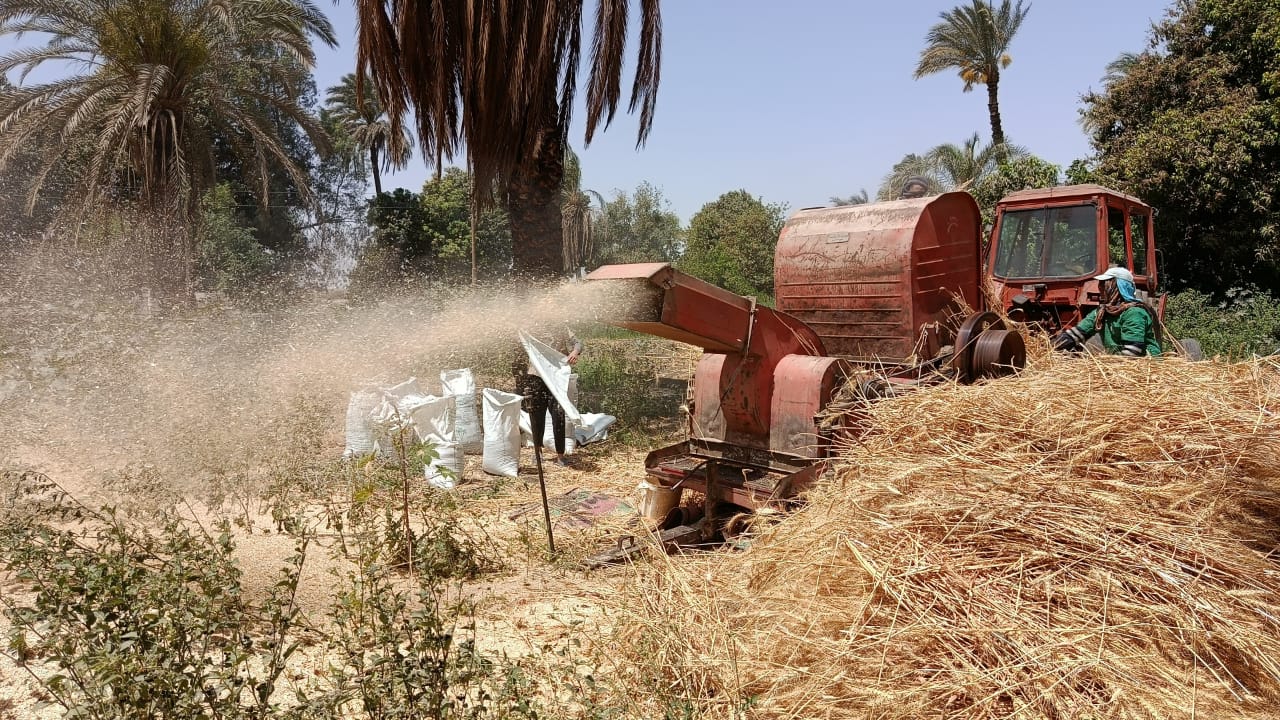 درس القمح في زراعات بقنا 