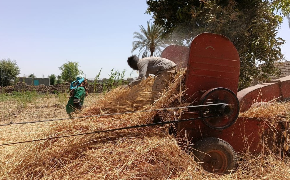 عمال اليومية بقنا 