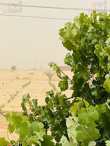 بودار وصول العاصفة الترابية لشماء سيناء_1 بودار وصول العاصفة الترابية لشماء سيناء_1