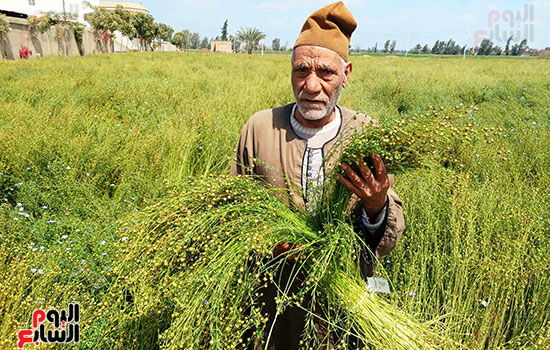 انطلاق-موسم-حصاد-الكتان انطلاق-موسم-حصاد-الكتان