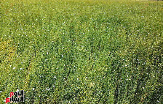 انطلاق-حصاد-الكتان انطلاق-حصاد-الكتان