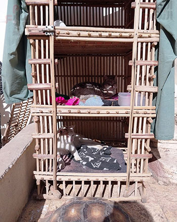 توفير-رعاية-مميزة-للقطط-فى-الأقصر