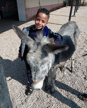 سعادة-طفل-عقب-علاج-حماره-فى-المستشفى