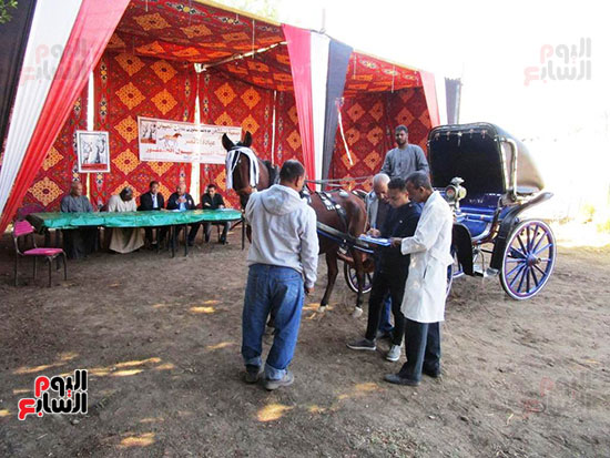 فعاليات-مسابقة-أفضل-خيول-فى-الأقصر