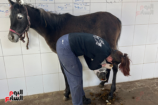 فحص-الأطباء-الأجانب-للخيول-فى-المستشفى-شرق-الأقصر فحص-الأطباء-الأجانب-للخيول-فى-المستشفى-شرق-الأقصر
