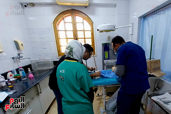 الأقصر-أرض-الرحمة-بالحيوانات-برعاية-أجانب-يعشقون-مصر الأقصر-أرض-الرحمة-بالحيوانات-برعاية-أجانب-يعشقون-مصر