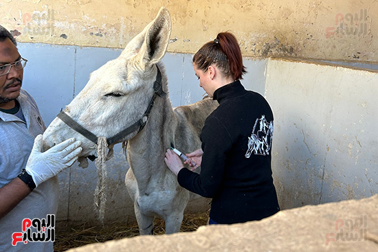 تقديم-العلاج-للحيوانات-برعاية-أجنبية تقديم-العلاج-للحيوانات-برعاية-أجنبية