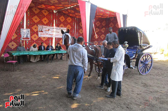 فعاليات-مسابقة-أفضل-خيول-فى-الأقصر فعاليات-مسابقة-أفضل-خيول-فى-الأقصر