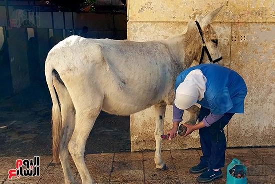 جانب-من-العمل-فى-علاج-الخيول-بالمستشفى-مجاناً جانب-من-العمل-فى-علاج-الخيول-بالمستشفى-مجاناً