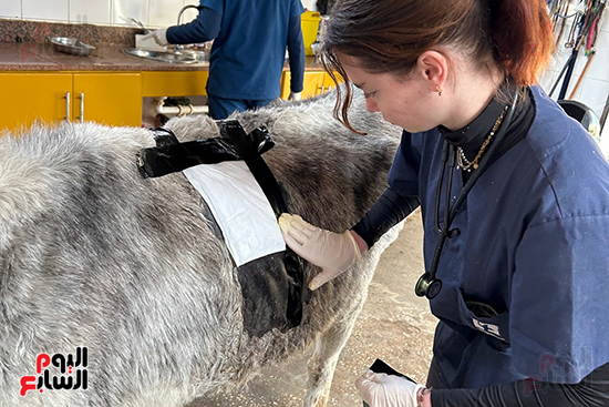 علاج-الحمير-بأحدث-الوسائل-المتطورة-فى-الأقصر علاج-الحمير-بأحدث-الوسائل-المتطورة-فى-الأقصر