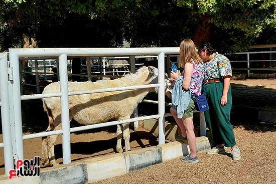 الأقصر-أرض-الرحمة-بالحيوانات-بدعم-الأجانب-عشاق-مصر الأقصر-أرض-الرحمة-بالحيوانات-بدعم-الأجانب-عشاق-مصر