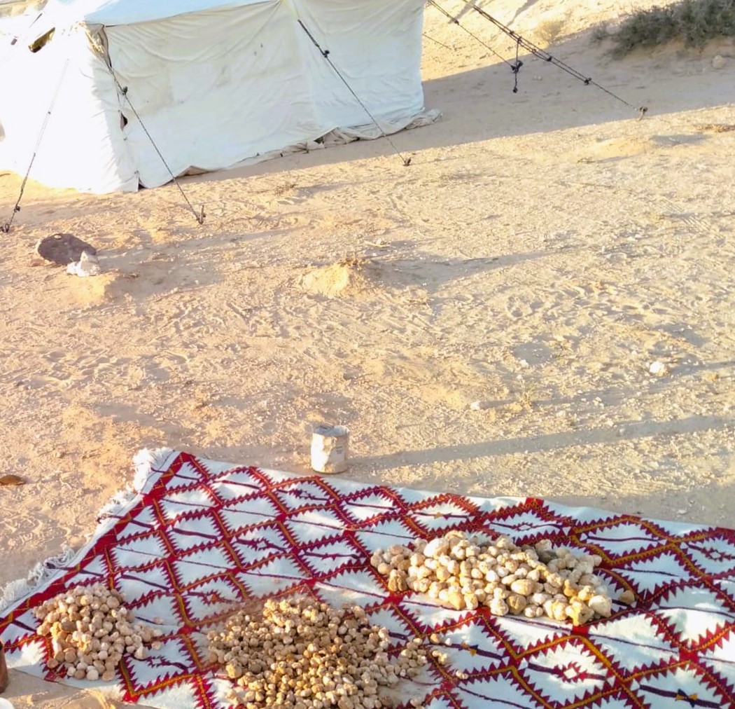 رحلات البحث عن الترفاس في صحراء مطروح رحلات البحث عن الترفاس في صحراء مطروح