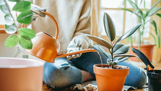 النباتات المنزلية النباتات المنزلية