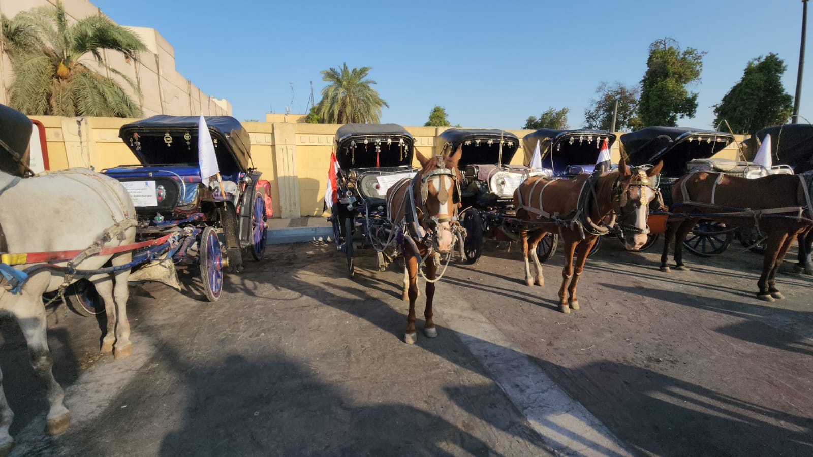 عربات الحنطور تنتظر الأفواج السياحية يومياً بشوارع الأقصر