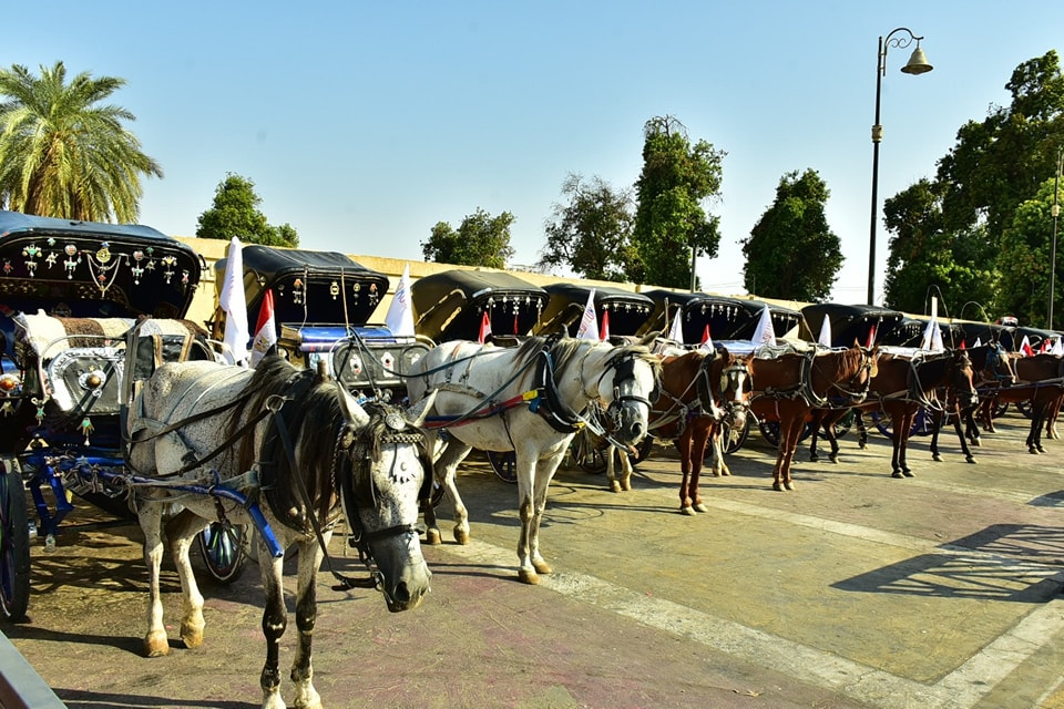 جانب من دعم عربات الحنطور فى الأقصر بالحفاضات الجديدة
