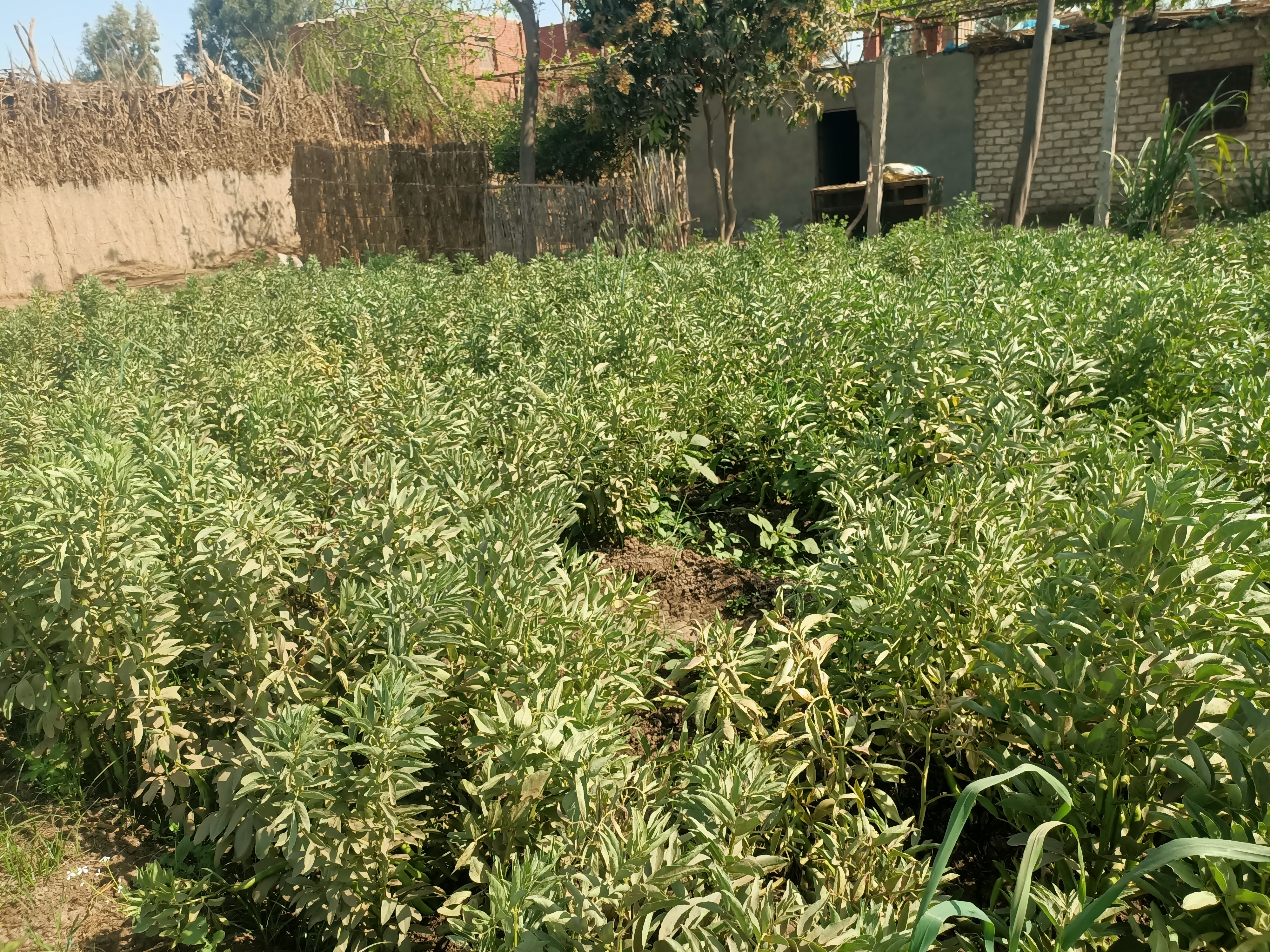 الفول البلدى الفول البلدى