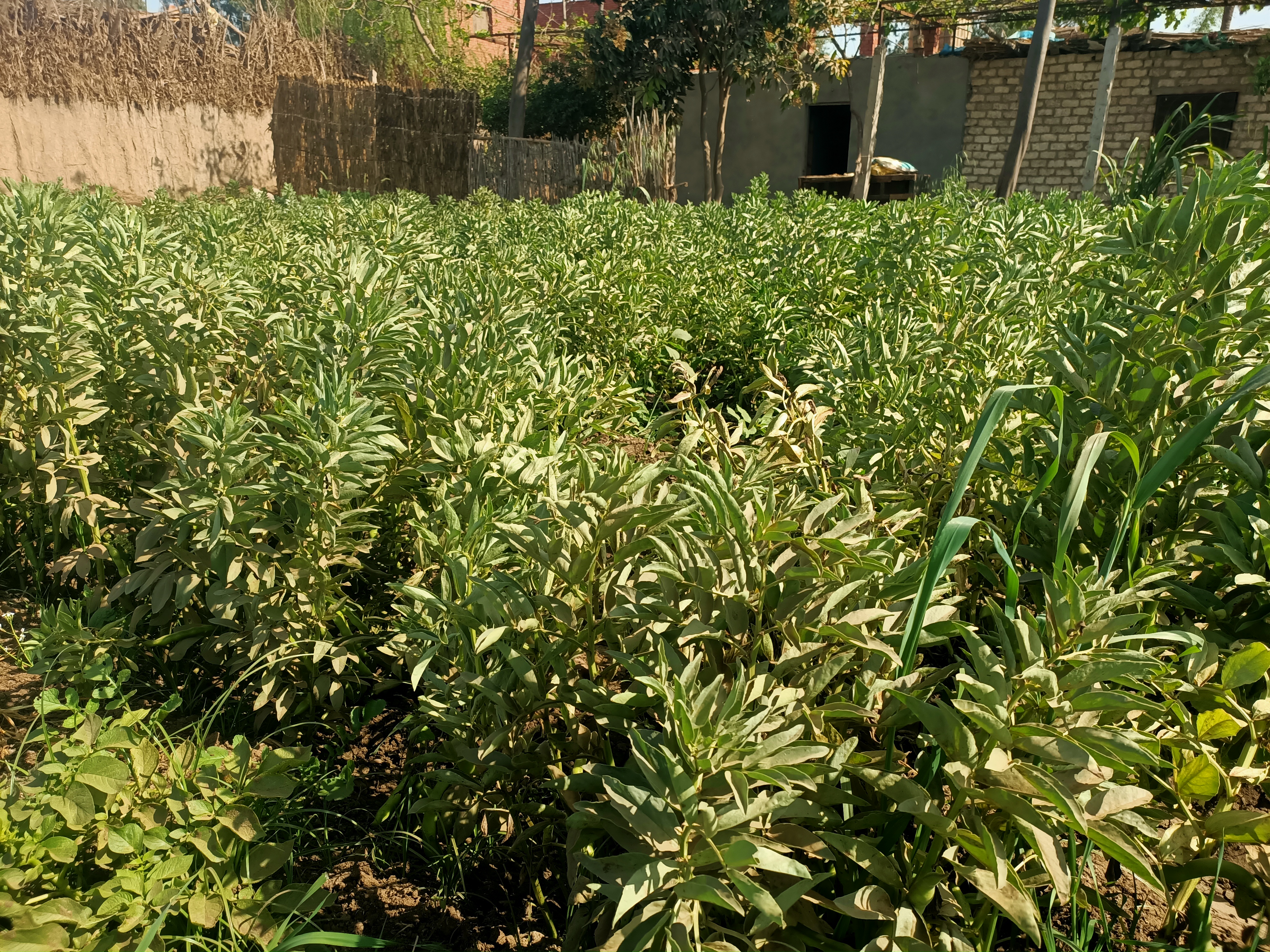 الفول الفول