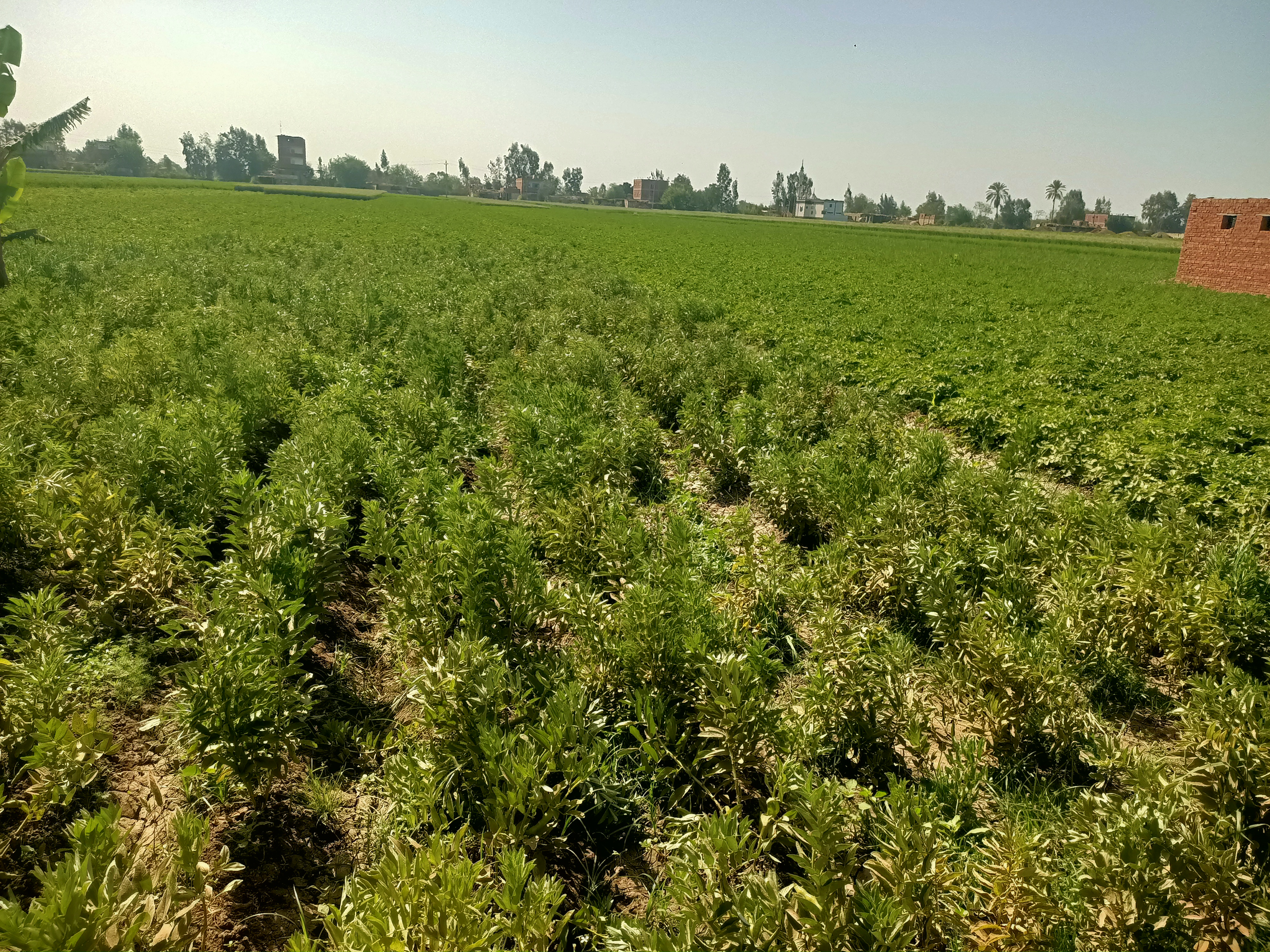 الفول فى غيطان المنوفية الفول فى غيطان المنوفية