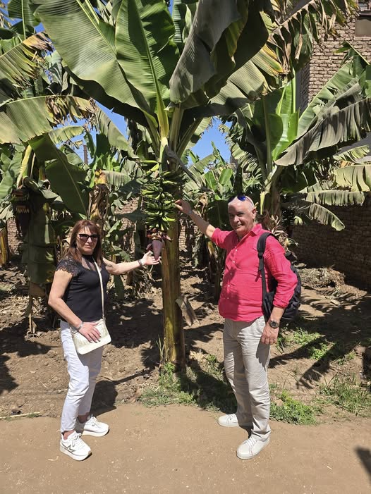 جانب من استمتاع السائحين وسط زراعات الموز بالجزيرة جانب من استمتاع السائحين وسط زراعات الموز بالجزيرة