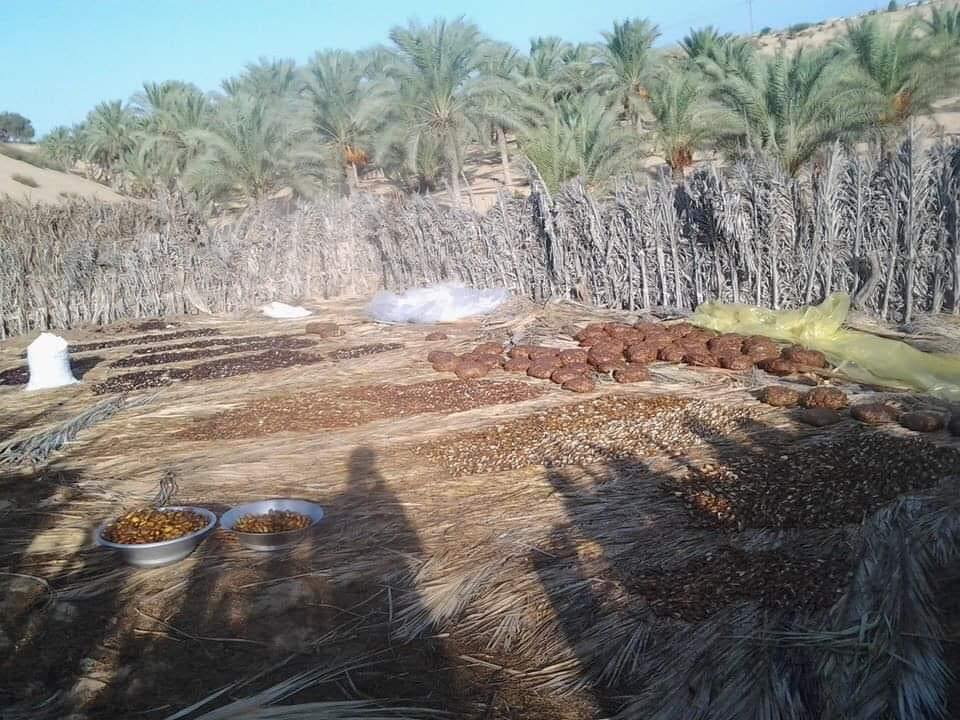 نخيل وتصنيع عجوة نخيل وتصنيع عجوة