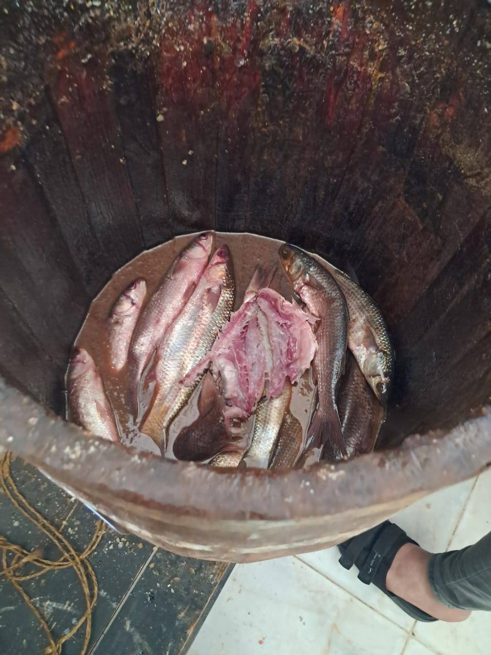 فسيخ غير صالح فسيخ غير صالح