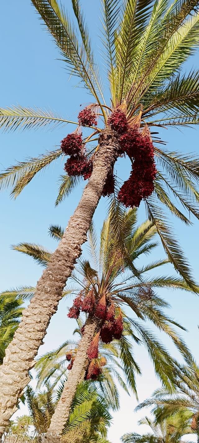 نخيل سيناء شامخ على مر سنوات نخيل سيناء شامخ على مر سنوات
