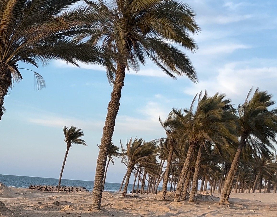 اشجار النخيل علي طول الشاطئ اشجار النخيل علي طول الشاطئ