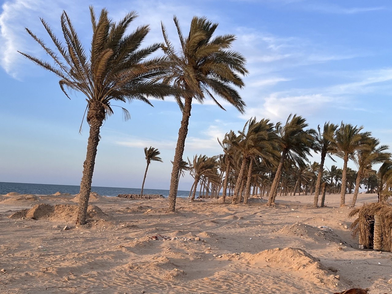 غابات لنخيل قباله الشاطي غابات لنخيل قباله الشاطي