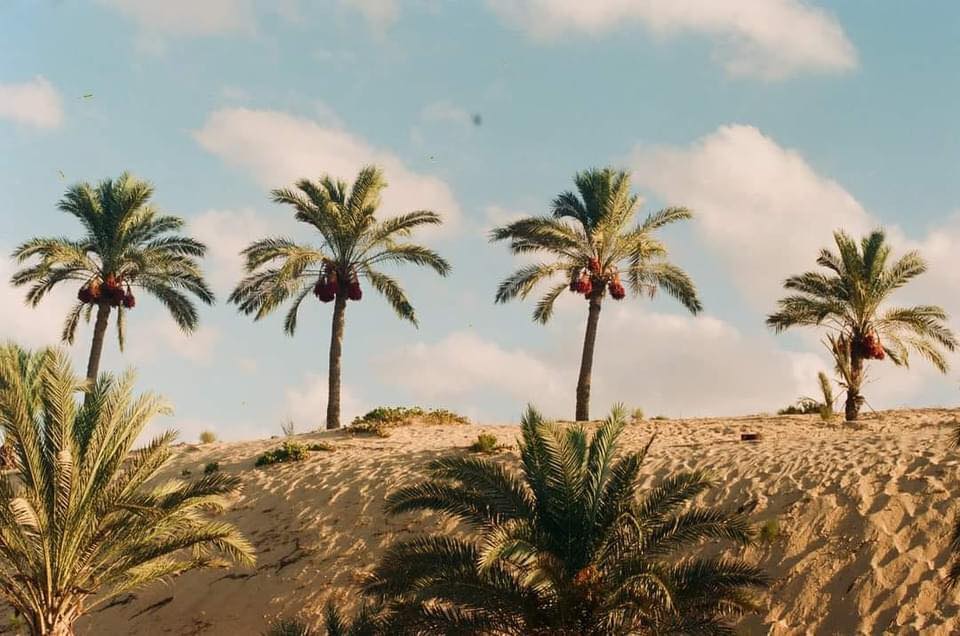 نخيل شمال سيناء نخيل شمال سيناء