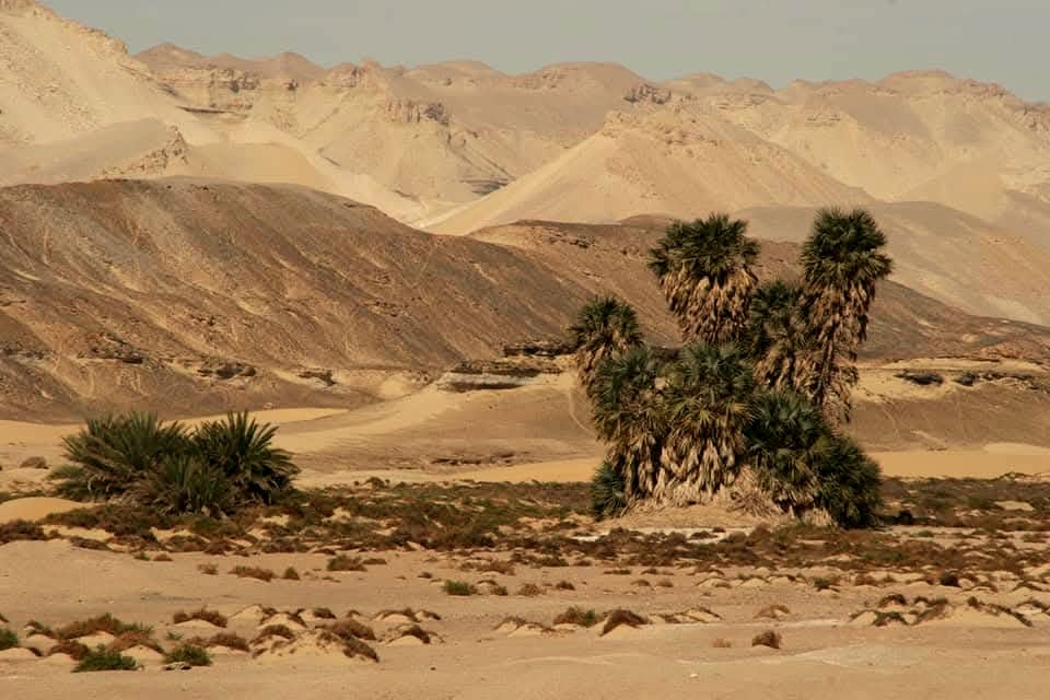 تجمعات نباتية نادرة بالموقع الأثري تجمعات نباتية نادرة بالموقع الأثري